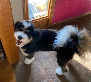 F1 Mini Bernedoodle Maize of Leena & Goose